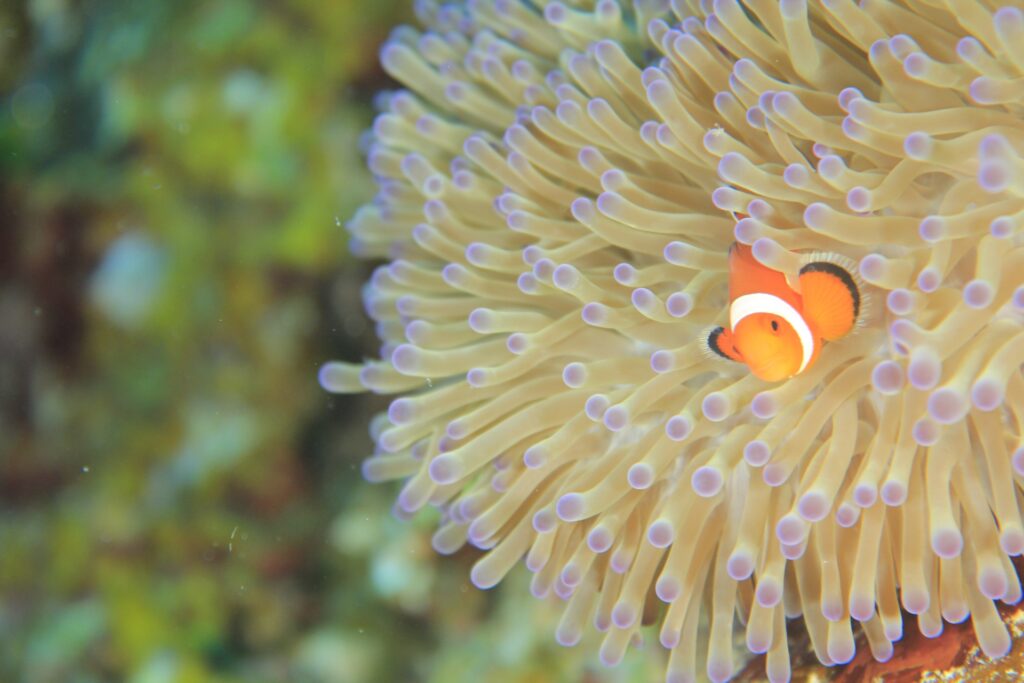イソギンチャクと魚